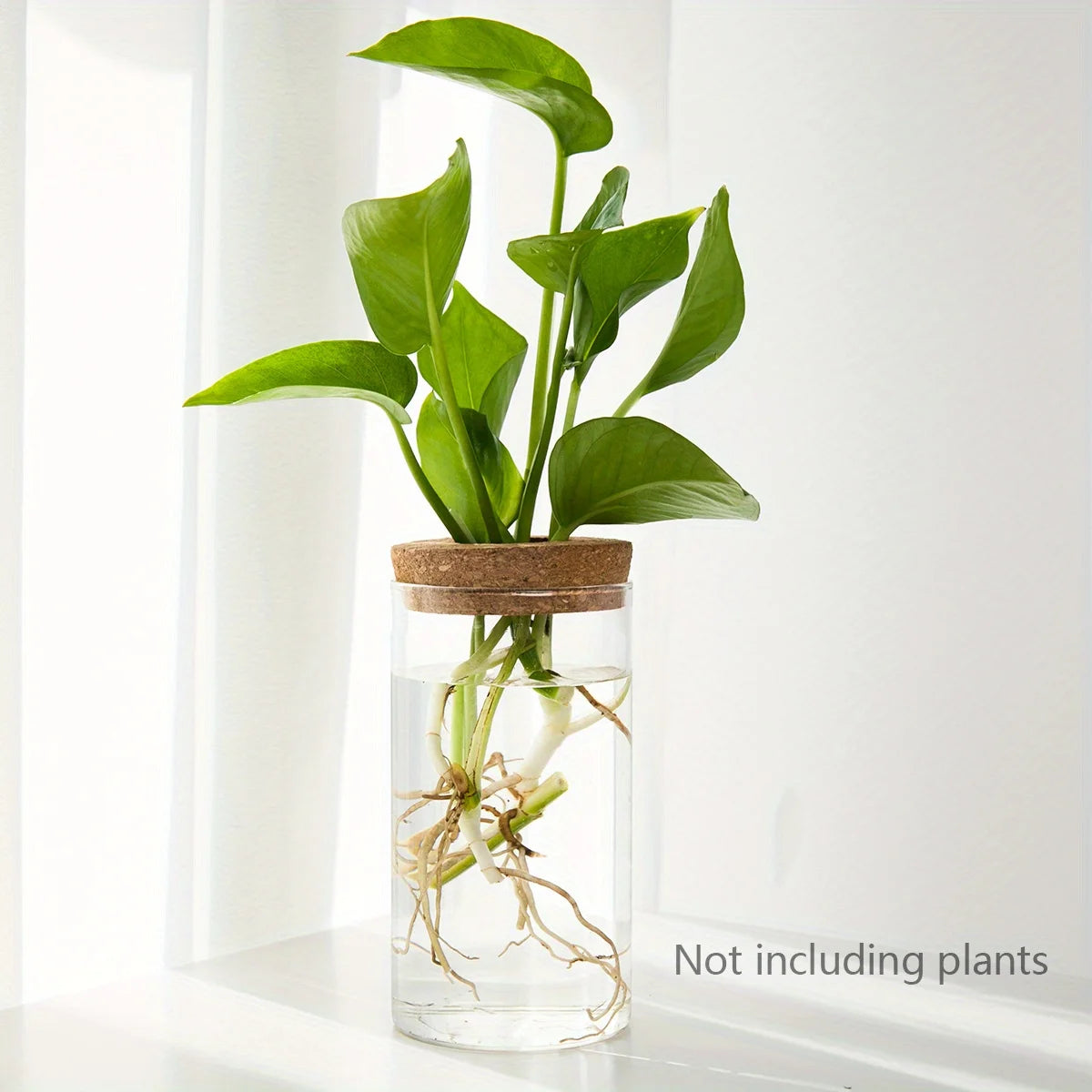 Glass Hydroponic Vase – Desktop Propagation Station for Home & Office Plants