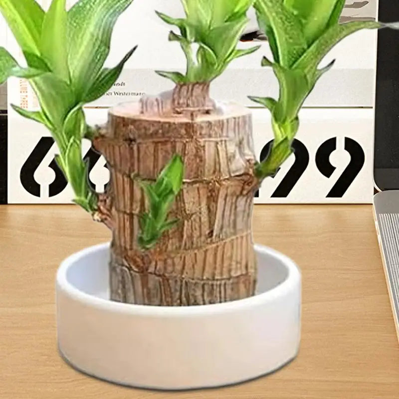 Brazilian Wood Decorative Tray – Elegant Hydroponic Plant Plate for Desk & Display
