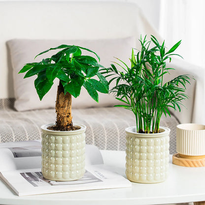 Mini Self Watering Flower Pot Fish Tank Transparent Plastic Plant Pots Self Watering Planter Pot Vase For Home Decoration
