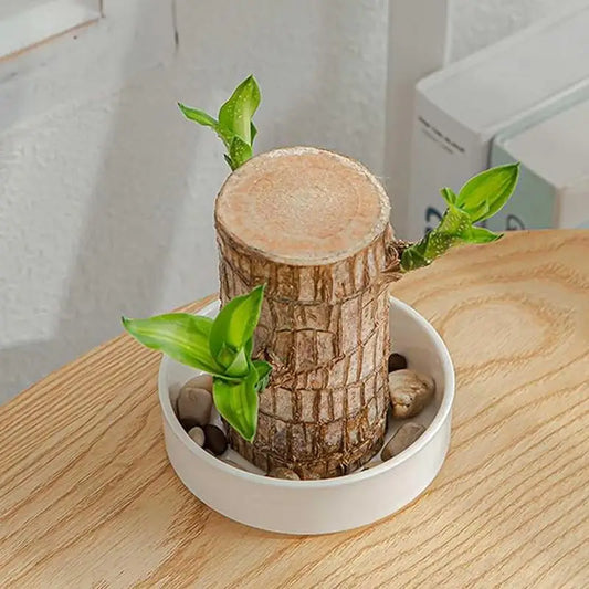 Brazilian Wood Decorative Tray – Elegant Hydroponic Plant Plate for Desk & Display