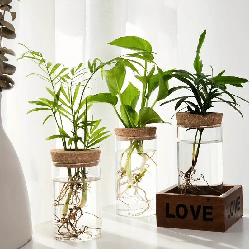 Glass Hydroponic Vase – Desktop Propagation Station for Home & Office Plants