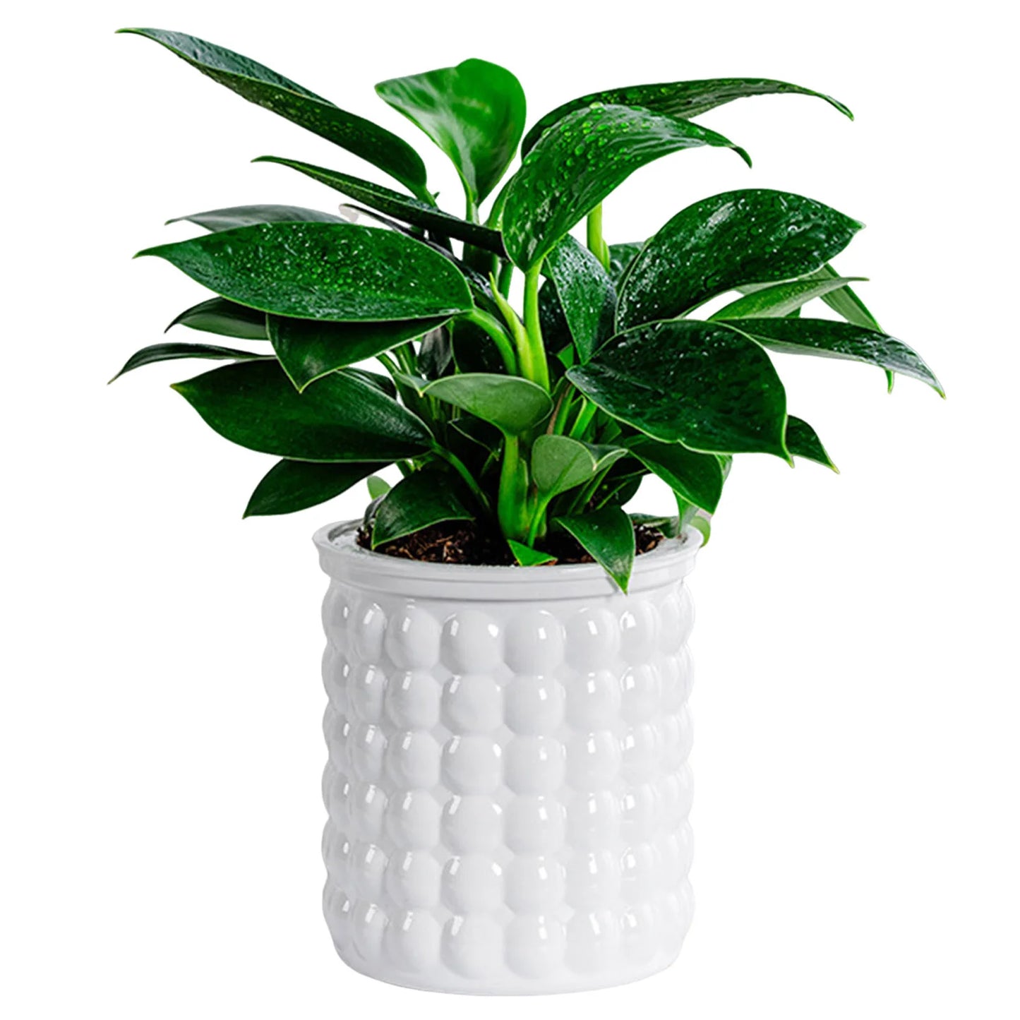 Mini Self Watering Flower Pot Fish Tank Transparent Plastic Plant Pots Self Watering Planter Pot Vase For Home Decoration