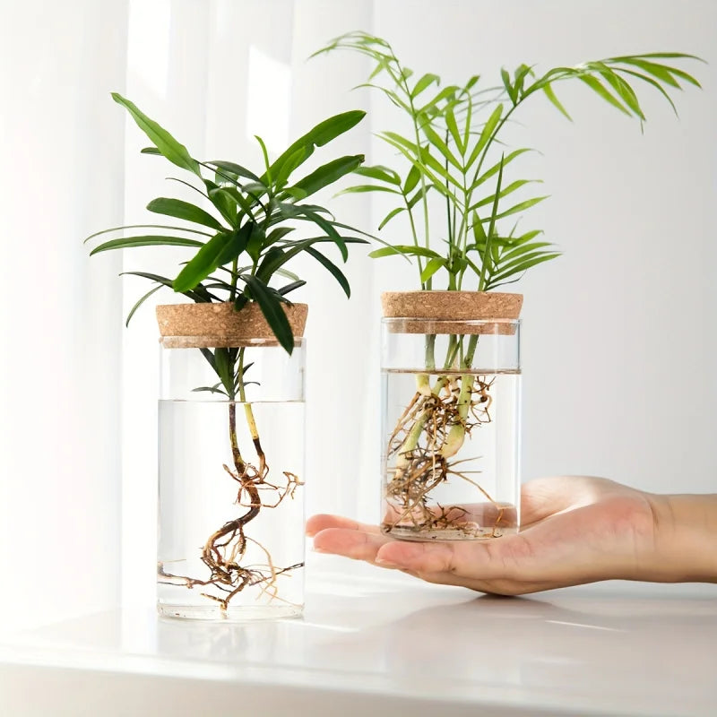 Glass Hydroponic Vase – Desktop Propagation Station for Home & Office Plants