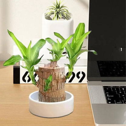Brazilian Wood Decorative Tray – Elegant Hydroponic Plant Plate for Desk & Display