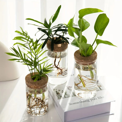 Glass Hydroponic Vase – Desktop Propagation Station for Home & Office Plants