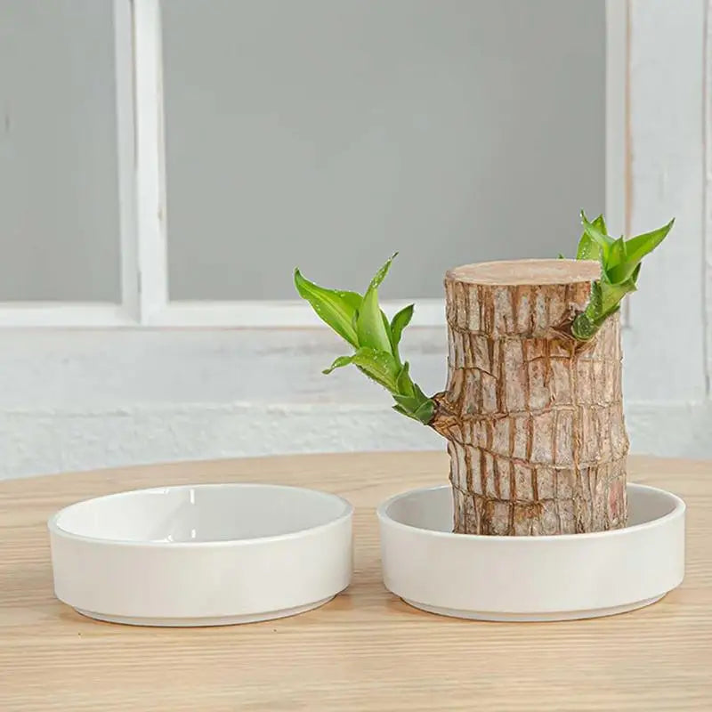 Brazilian Wood Decorative Tray – Elegant Hydroponic Plant Plate for Desk & Display