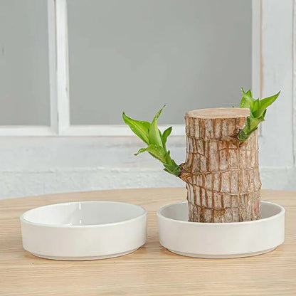 Brazilian Wood Decorative Tray – Elegant Hydroponic Plant Plate for Desk & Display